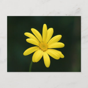 Gelbe Daisy-Postkarte Postkarte