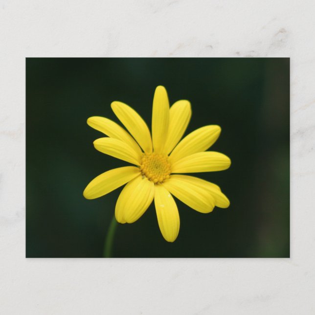 Gelbe Daisy-Postkarte Postkarte (Vorderseite)