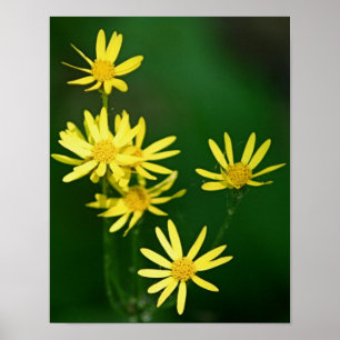 Gelbe Daisy-Wildblumen Poster