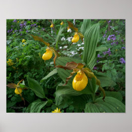 Gelbe Dame-Blume in Blüte Poster
