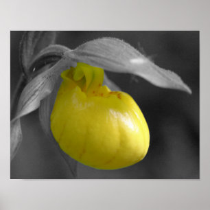 Gelbe Dame Slipper Orchid-Blume partielle Farbe Poster