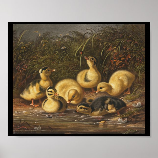 Gelbe Ducklings spielen im Teich Poster (Vorne)