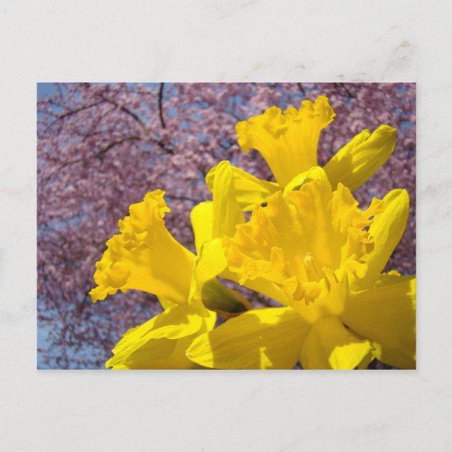 Gelbe düstere Blume Postkarten Baumblüten (Vorderseite)