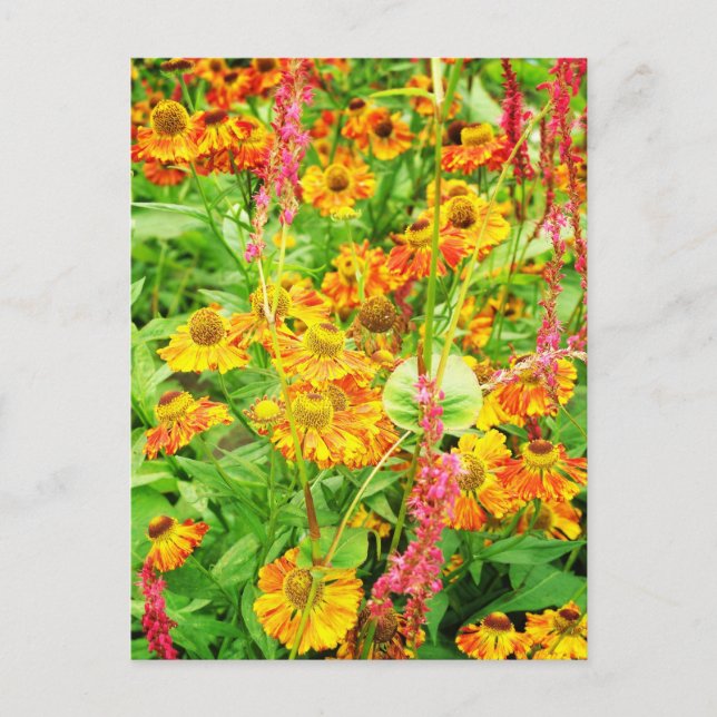 Gelbe Echinacea-Blumen Postkarte (Vorderseite)