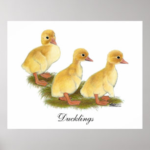 Gelbe Encklings Poster