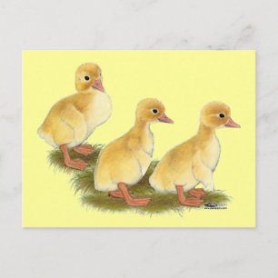 Gelbe Encklings Postkarte