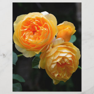 Gelbe Englische Rose