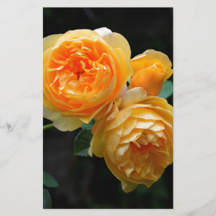 Gelbe Englische Rose Briefpapier