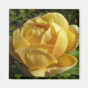 Gelbe Englische Rose Magnet