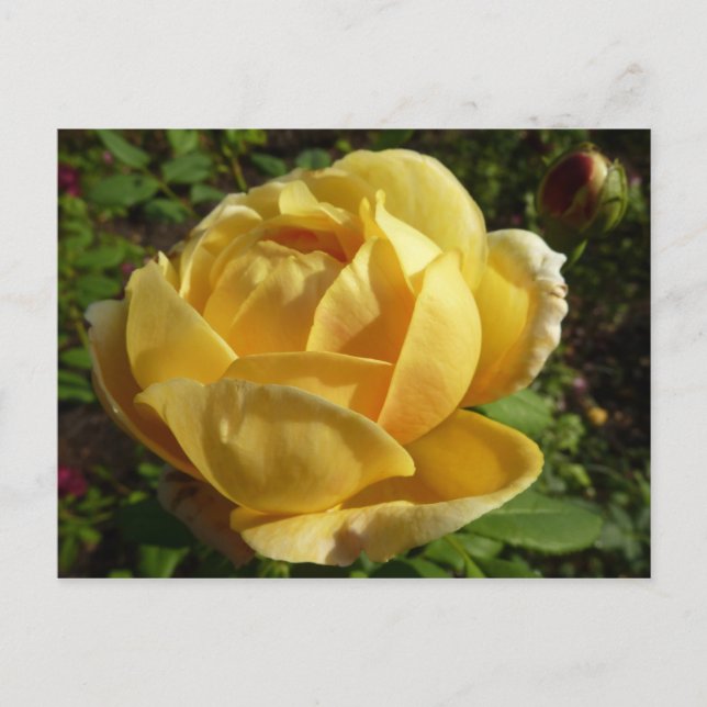 Gelbe Englische Rose Postkarte (Vorderseite)