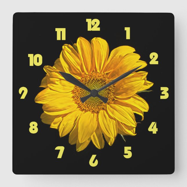 Gelbe Fettzahl der Sonnenblumen wc Lichtbogen Quadratische Wanduhr (Vorderseite)