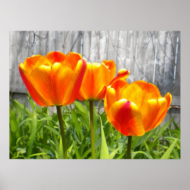Gelbe Flammenblume Poster (Vorne)