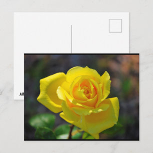 Gelbe Florale Rose Postkarte