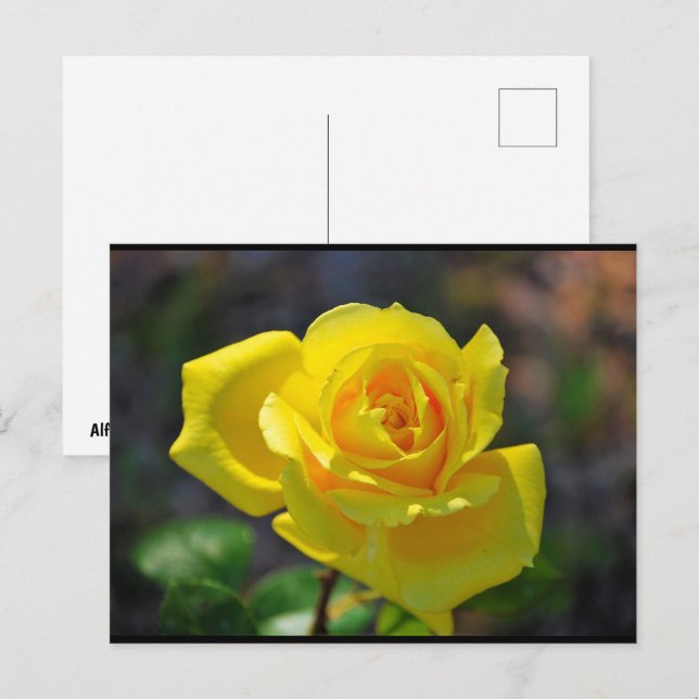 Gelbe Florale Rose Postkarte (Vorne/Hinten)