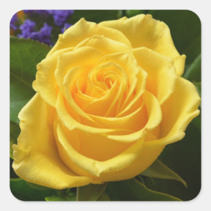 Gelbe Florale Rose und violette Blumen Quadratischer Aufkleber