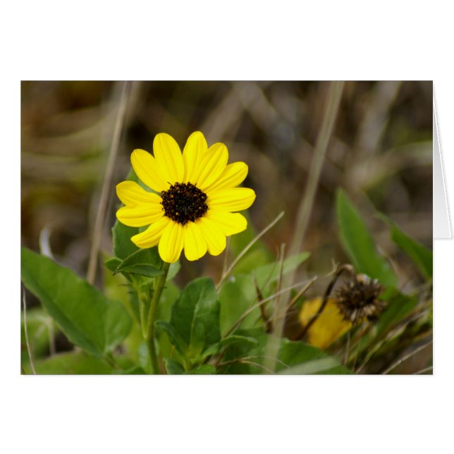 Gelbe Florida-Wildblume (Vorderseite (Horizontal))