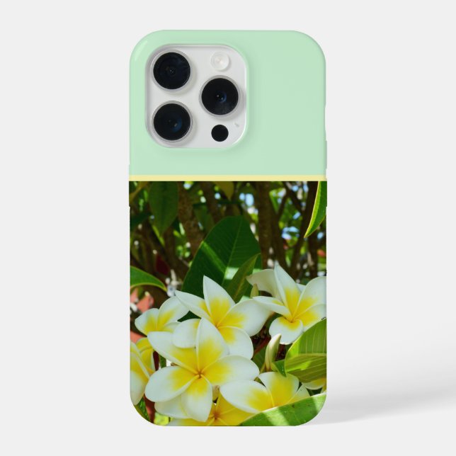 Gelbe Frangipani, die auf einem Baum wachsen, iPhone Hülle (Rückseite)