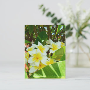 Gelbe Frangipanis, die auf einem Baum wachsen, Postkarte