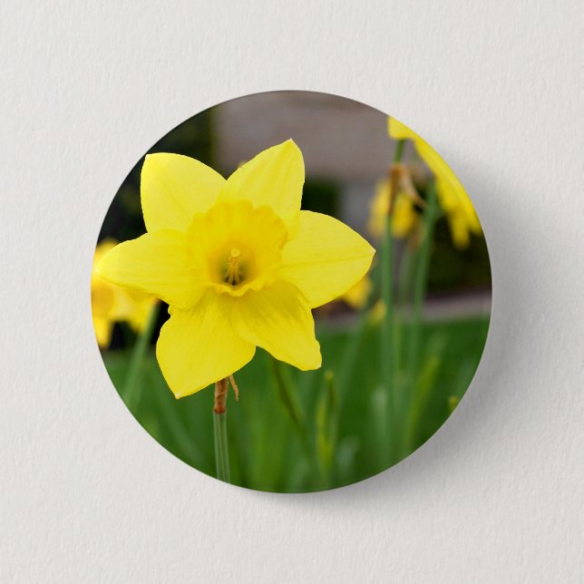 Gelbe Freude-Frühling Narzisse Button (Vorderseite)