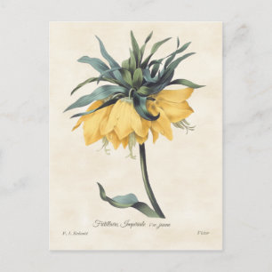 Gelbe Fritillaria Vintage-Botanik Postkarte