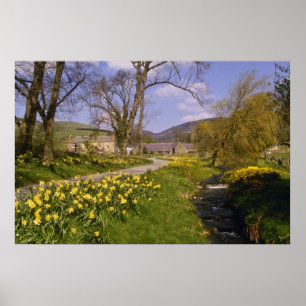 gelbe Frühlings-Narzissen, Grenzen, Peebles Blumen Poster