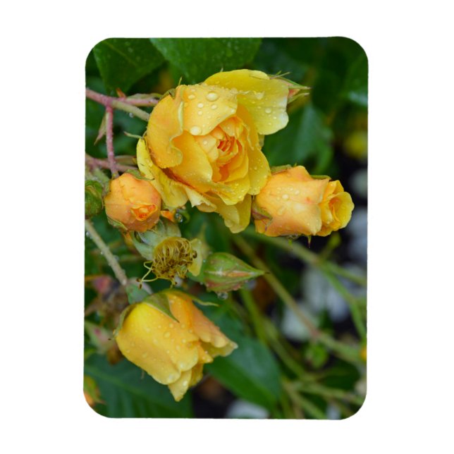 Gelbe Frühlingsdruckmagnet-Rose Magnet (Vertikal)