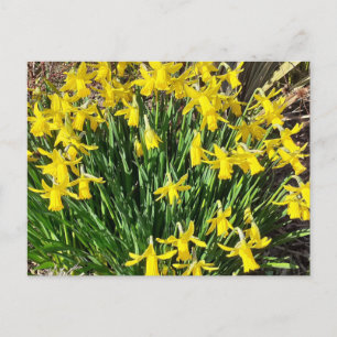 Gelbe Frühlingspülung Postkarte
