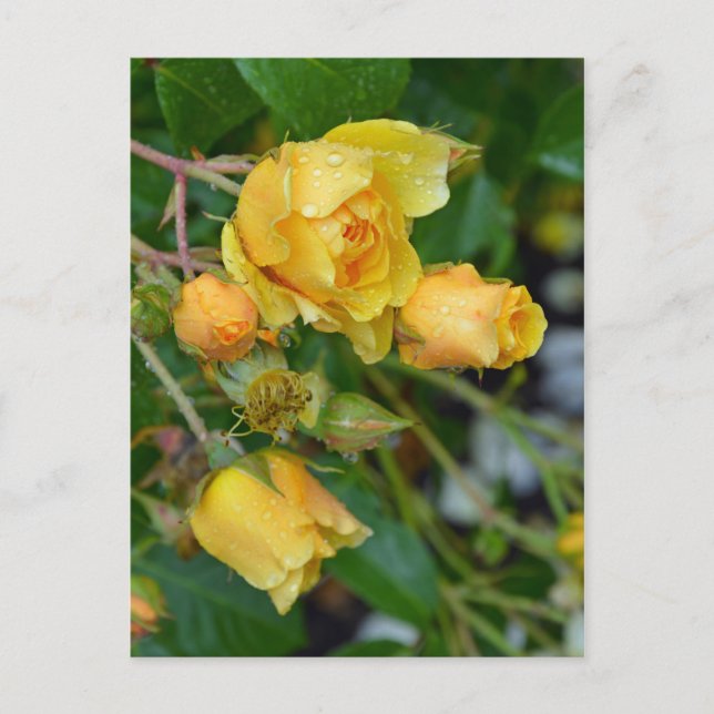 Gelbe Frühlingssonne Rose Blumendruck Postkarte (Vorderseite)
