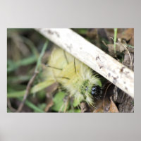 Gelbe Fuzzy-Raupe