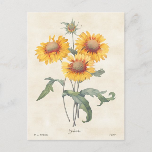 Gelbe Gaillardia Vintag Botanische Illustration Postkarte (Vorderseite)