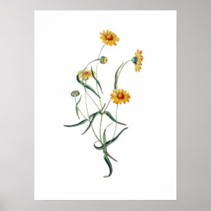 Gelbe Gänseblümchen-Blume Vintage-Botanik-Illustra Poster