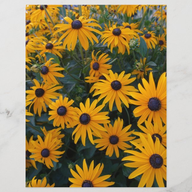Gelbe Gänseblümchen-Gartenblumen. (Vorderseite)