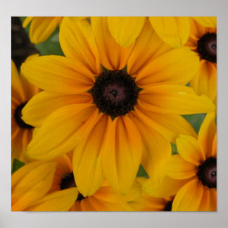 Gelbe Gänseblümchen Poster