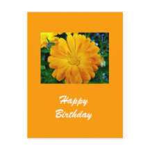 Gelbe Gänsehaut-Blume