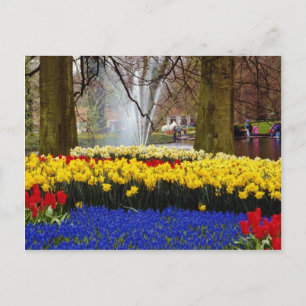 Gelbe Gärten Keukenhof, Amsterdam, Niederlande Postkarte