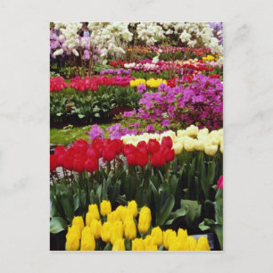 Gelbe Gärten Keukenhof, Amsterdam, Niederlande Postkarte