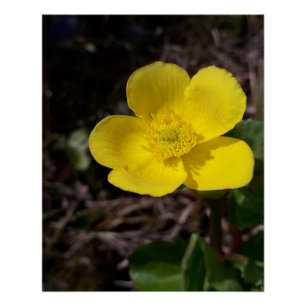 Gelbe Gartenanlage Blume Poster