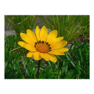 Gelbe Gazania-Margerite Fotodruck