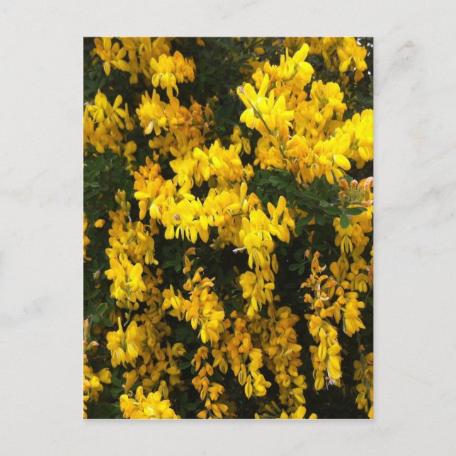 Gelbe Gell-Blume — australisch Postkarte (Vorderseite)