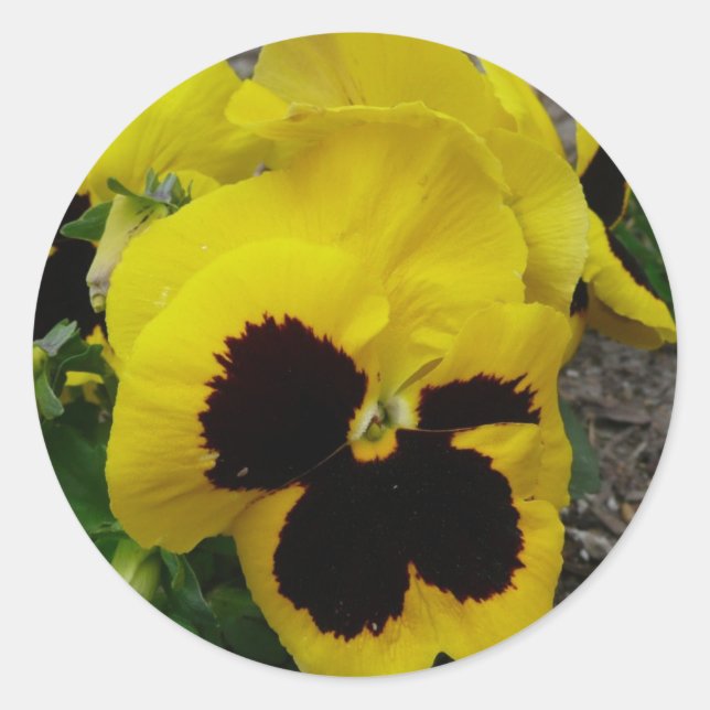 Gelbe gemischte Pansy Runder Aufkleber (Vorderseite)