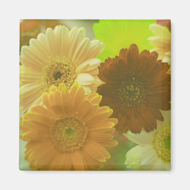 Gelbe Gerbera Daisy Blume Kühlschrank Magnete (Vorne)