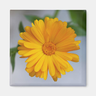 Gelbe Gerbera-Gänseblümchen-Wildblume Magnet