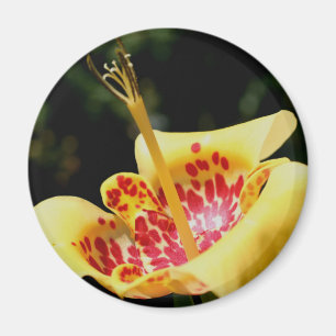 Gelbe getupfte Lilienblüten-Fotografie Magnet