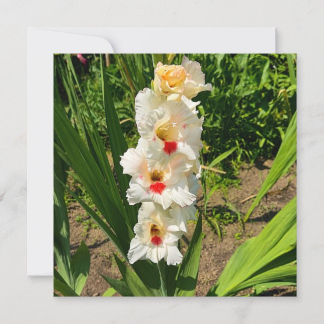 Gelbe Gladiole in meinem Garten Karte (Vorderseite)