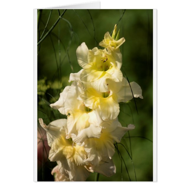 Gelbe Gladiolus-Blumen-Spitze (Vorne)