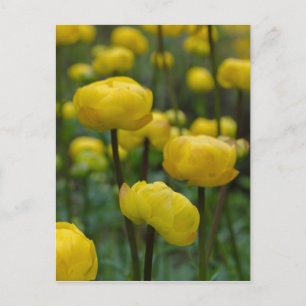 Gelbe Globe-Blume Postkarte