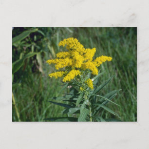 Gelbe Goldenrod (Solidago Sp.) Blume Postkarte