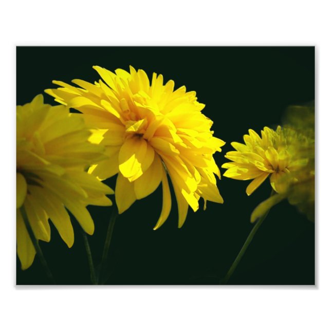 Gelbe Goldquell-Blume im Sonnenschein 8x10 Fotodruck (Vorne)
