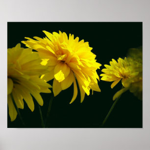 Gelbe Goldquell-Blume im Sonnenschein Poster