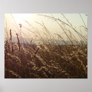 Gelbe Grasfelder Naturplakat (Matte) Poster